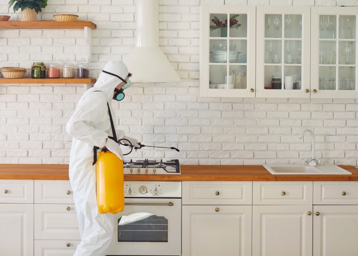 Traitement chimique punaise de lit Coutiches – Certifié et garanti 59310 Nord